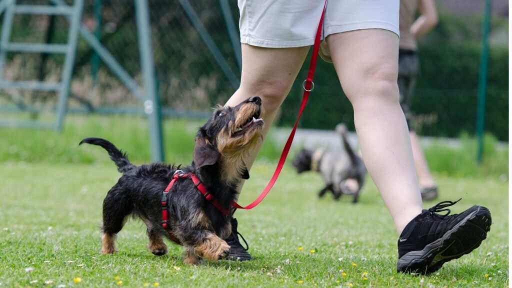 addestramento cani