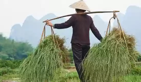 agricoltura cinese